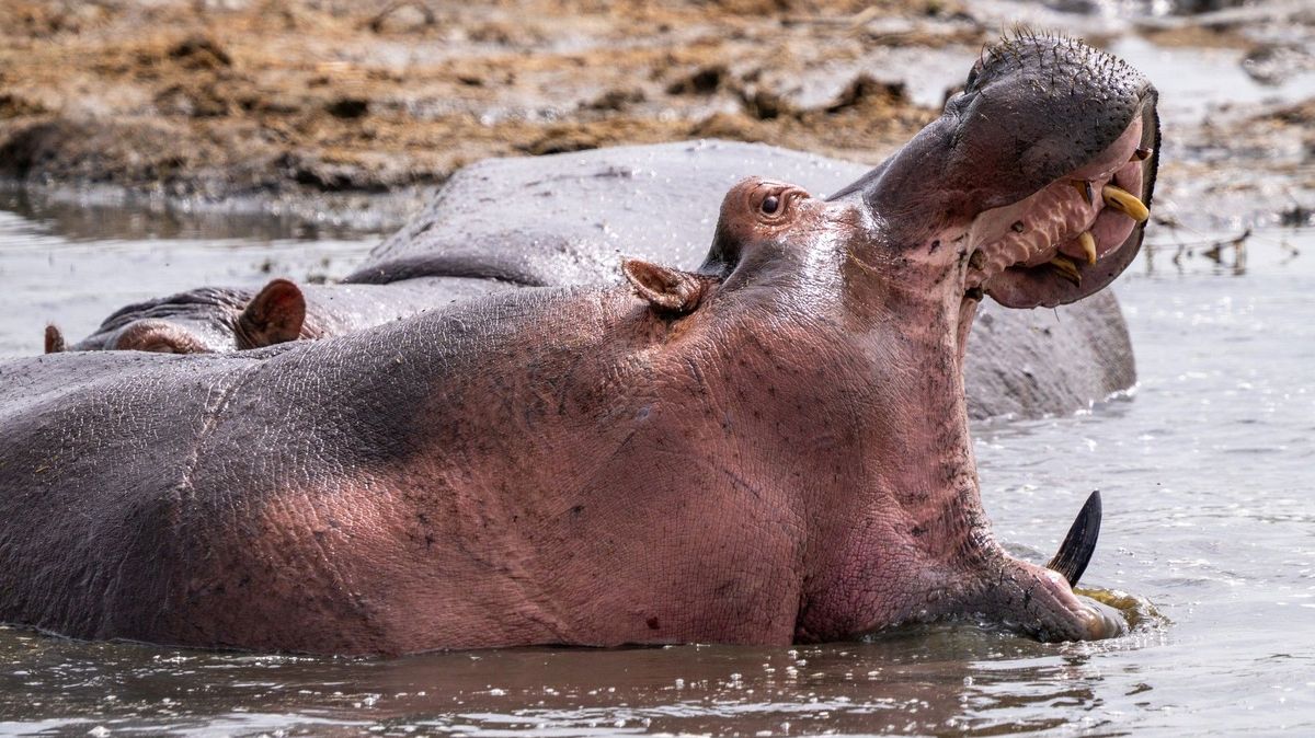 Čtyři mladí rybáři zahynuli v Keni po útoku hrochů